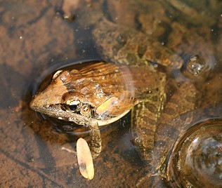 Anchietae Grassfrosch , Ptychadena anchietae